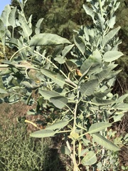 Nicotiana glauca