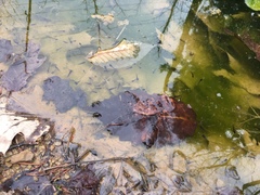 Lithobates sylvaticus