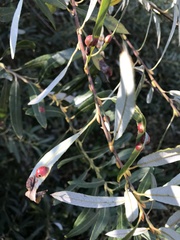 Euura californica