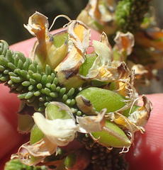 Aspalathus pinguis pinguis