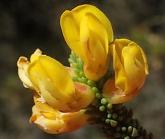 Aspalathus pinguis pinguis