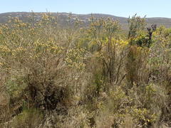 Aspalathus pinguis pinguis