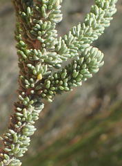 Aspalathus pinguis pinguis