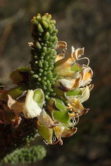 Aspalathus pinguis pinguis