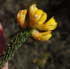 Aspalathus pinguis pinguis