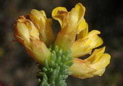 Aspalathus pinguis pinguis