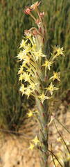 Struthiola tomentosa