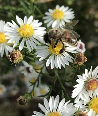 Apis mellifera