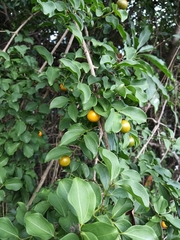 Strychnos angustiflora