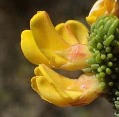 Aspalathus pinguis pinguis