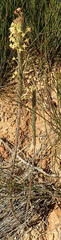 Struthiola tomentosa