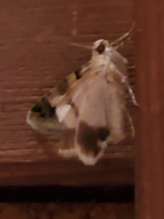 Drasteria pallescens