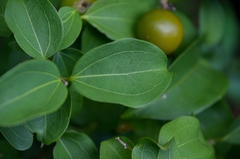 Strychnos angustiflora