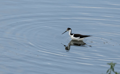 Himantopus mexicanus