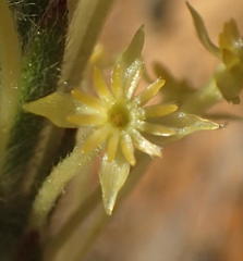 Struthiola tomentosa
