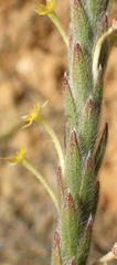 Struthiola tomentosa