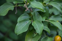 Strychnos angustiflora