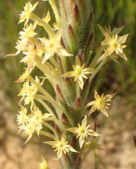 Struthiola tomentosa