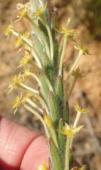 Struthiola tomentosa