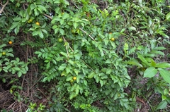 Strychnos angustiflora