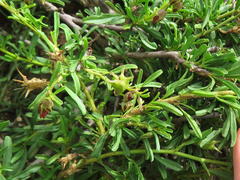 Hermannia grandiflora