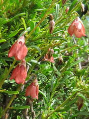 Hermannia grandiflora