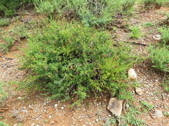 Hermannia grandiflora