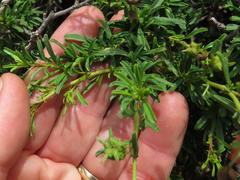 Hermannia grandiflora