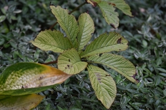 Rodgersia