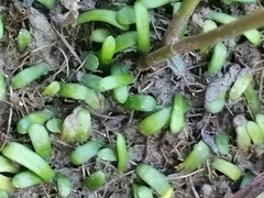 Lilaeopsis chinensis