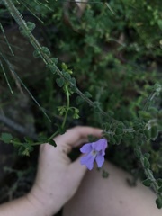 Prostanthera densa