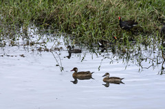 Amazonetta brasiliensis