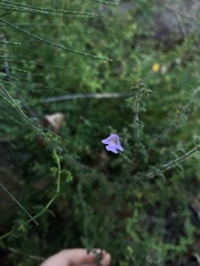 Prostanthera densa