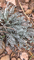 Astragalus mollissimus