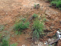 Fingerhuthia africana