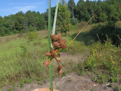 Bolboschoenus robustus