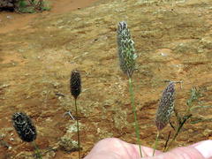 Fingerhuthia africana