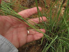 Fingerhuthia africana