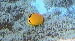 Chaetodon semeion