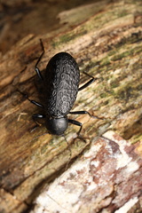 Morphostenophanes yunnanus