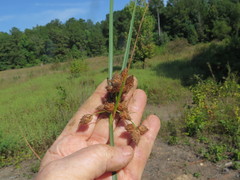 Bolboschoenus robustus