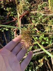 Cyperus engelmannii