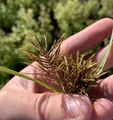 Cyperus engelmannii