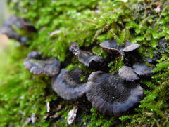Resupinatus alboniger