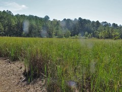 Bolboschoenus robustus