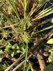 Cyperus engelmannii