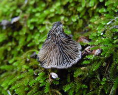 Resupinatus alboniger