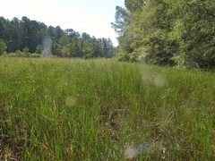 Bolboschoenus robustus