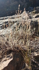 Eriogonum wrightii subscaposum