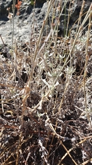 Eriogonum wrightii subscaposum